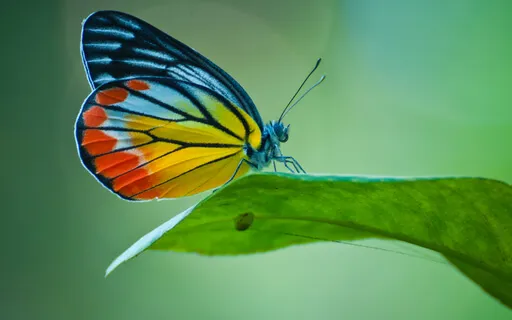 Butterfly By ShantiPaul