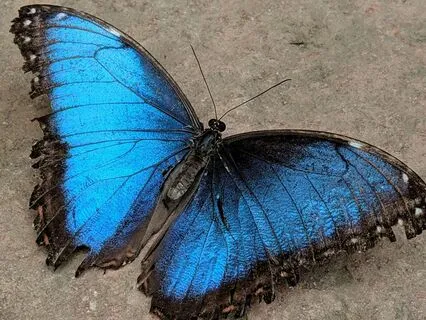 Butterfly Chakra Journey With Affirmations For Peace/Renewal