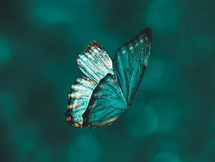 Butterfly Dream: A Bedtime Story Of Self-Discovery