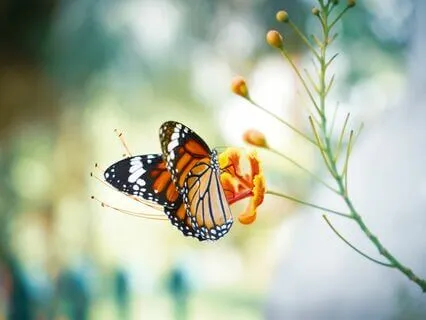 Butterfly Dream: Chuang Tzu’s Taoist Parable Bedtime Story