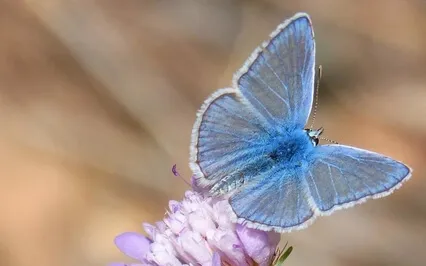 Butterfly Dreams (Piano)