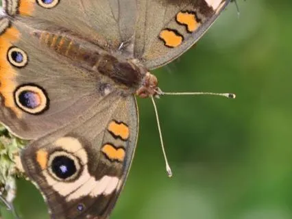 Butterfly - Ecstatic Dance