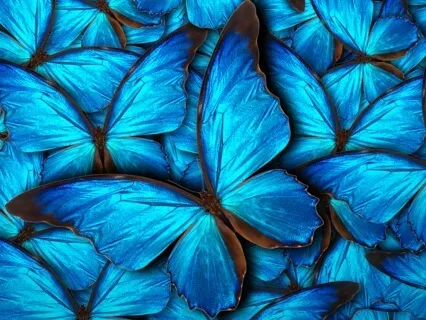 Butterfly Healing In The Diamond