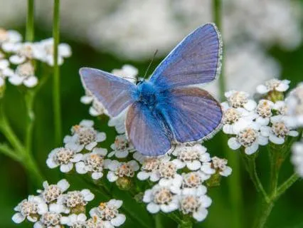 Butterfly Hug Technique For Nervous System Regulation