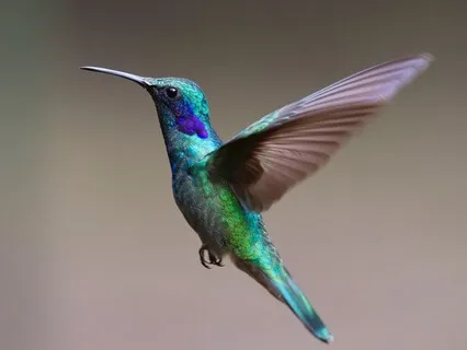 Butterfly, Hummingbird, And Dragonfly Energy Cleanse