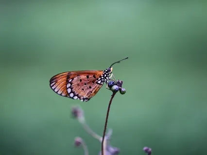 Butterfly Meditation