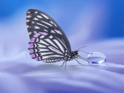 Butterfly Meditation