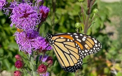 Butterfly Meditation 