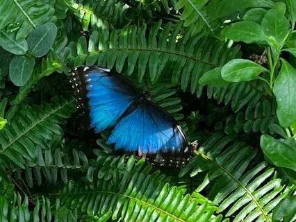 Butterfly Meditation For Overcoming Self-Doubt