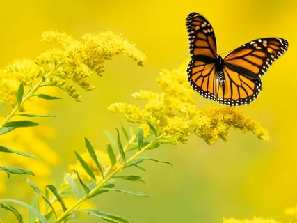 Butterfly Meditation - Relax With This Sweet Visualisation
