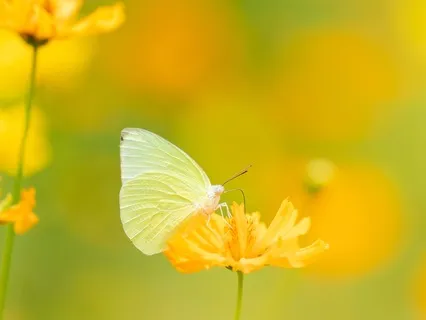 Butterfly Meditation to Nourish Happiness