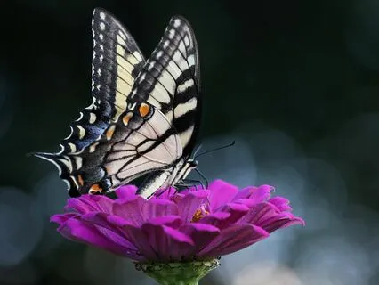 Butterfly Parade | Relaxing Bedtime Story