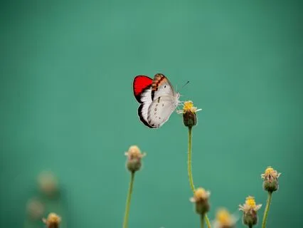 Butterfly's Sonata ( piano solo )