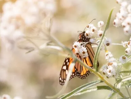 Butterfly Sanctuary: Gentle Evening Relaxation For Sleep