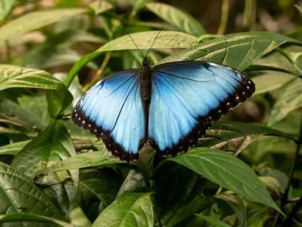 Butterfly Spirit Animal