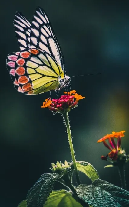 Butterfly Thoughts Meditation