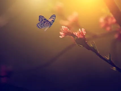  Butterfly Transformation