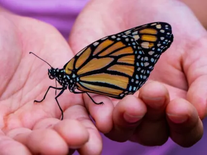 Butterfly Visualization