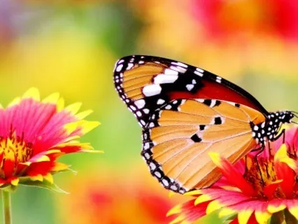 Butterfly Walk Guided Meditation