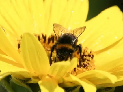 Buzz The Bee Kids Bedtime Meditation