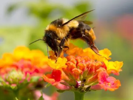 Buzz The Bee: Kids Meditation To Help With Focus And Wiggles