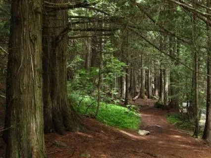 BX Creek Trail Sleep Story | 8 Hours Restful Sleep