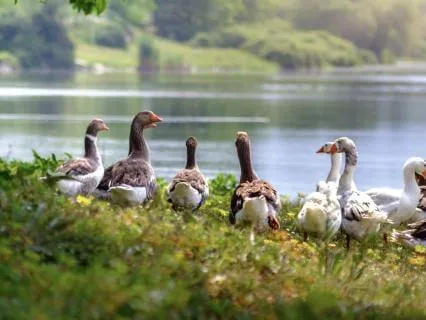 By The Lake - Relaxing Sounds Of Nature (8 hours)