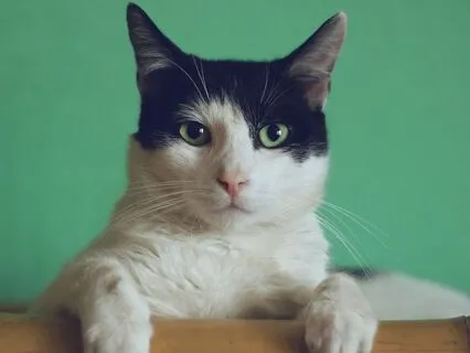 Byte: Catherine Svehla ~ The Cat Who Saw A Ghost!