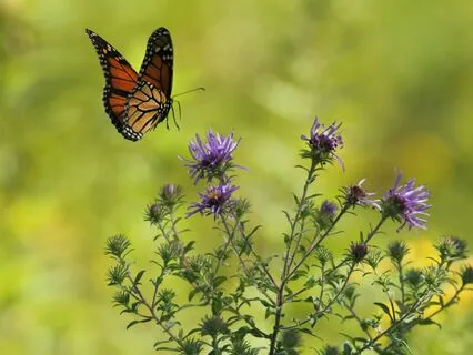 Byte: Denise Dielwart~Death Is But A Doorway