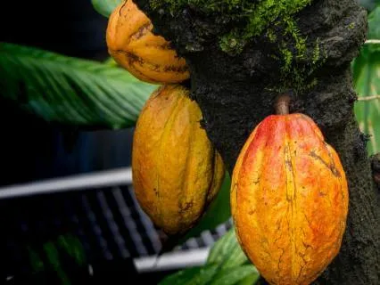 Cacao Ceremony Vibes, Forest Panflute: Serene Shamanic Soul