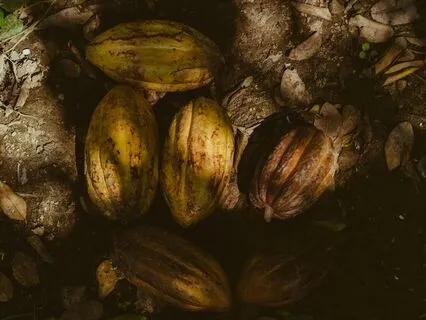 Cacao Dream Journey | Meditative Sound Experience