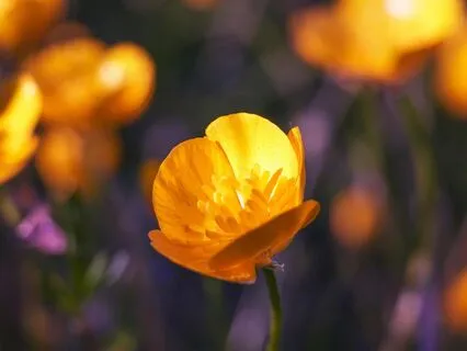 Cáceres Gardens (Alpha 10 Hz) Gentle Relaxation & Uplift