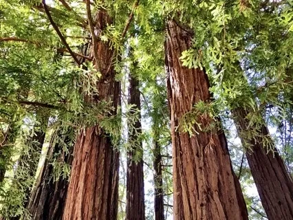 California Wildfires; Sending A Cloud Blanket Of Love