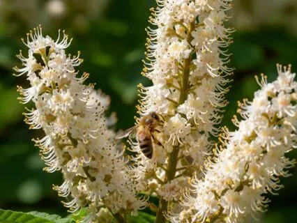 Call In Your Inner Guides