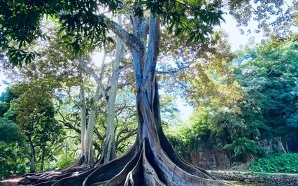 Call In Your Power Guided Grounding Meditation