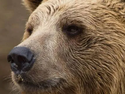 Call Of The Arctic, Animal Folktales