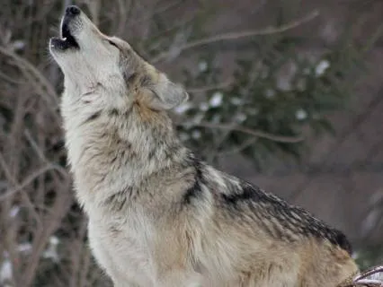 Wild Wolf Energy For Sleep – Night Calm & Protection