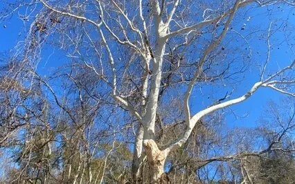 Call Your Power Back