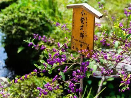 Callicarpa - Music For Focus & Relaxation