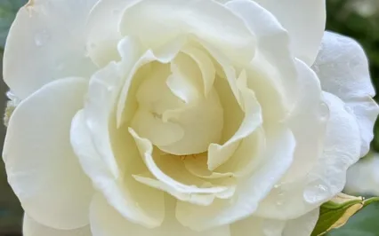 Calling My Energy Home