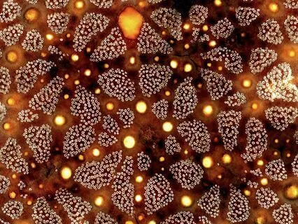 Calling On Our Guides Meditation