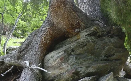 Calling The Well Ancestors