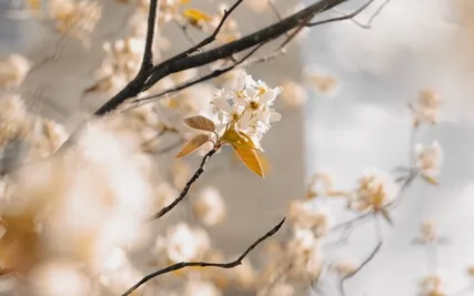 Calm A Racing Mind | Guided Body Scan 