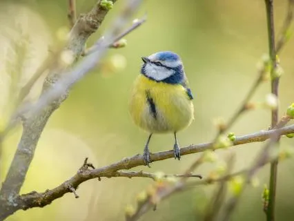 Calm Abiding: Settling Into Body And Breath