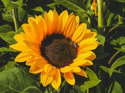Calm Abiding: Settling Into Body (Warmth + Well-being)