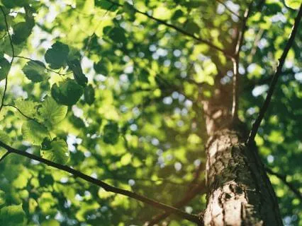 Calm Abiding: Settling Into Breath, Body, Sound (July 2025)
