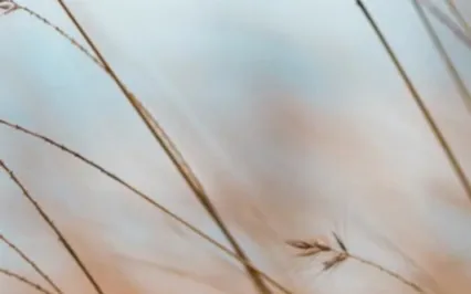 Calm & Clarity Guided Meditation