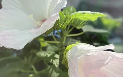 Calm & Grateful Autogenic Breath & Body Sensing