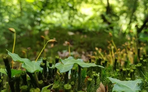 Calm & Strong - Grounding Meditation With The Net Of Light