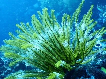 Calm Anxiety Through Stillness | Praying Mantis Meditation